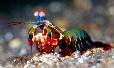 Mantis-shrimp.jpeg